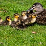 Imagebild - Entenfamilie