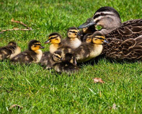 Imagebild - Entenfamilie