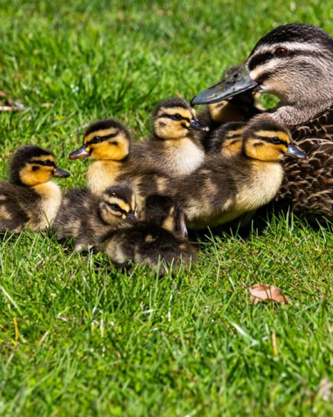 Imagebild - Entenfamilie