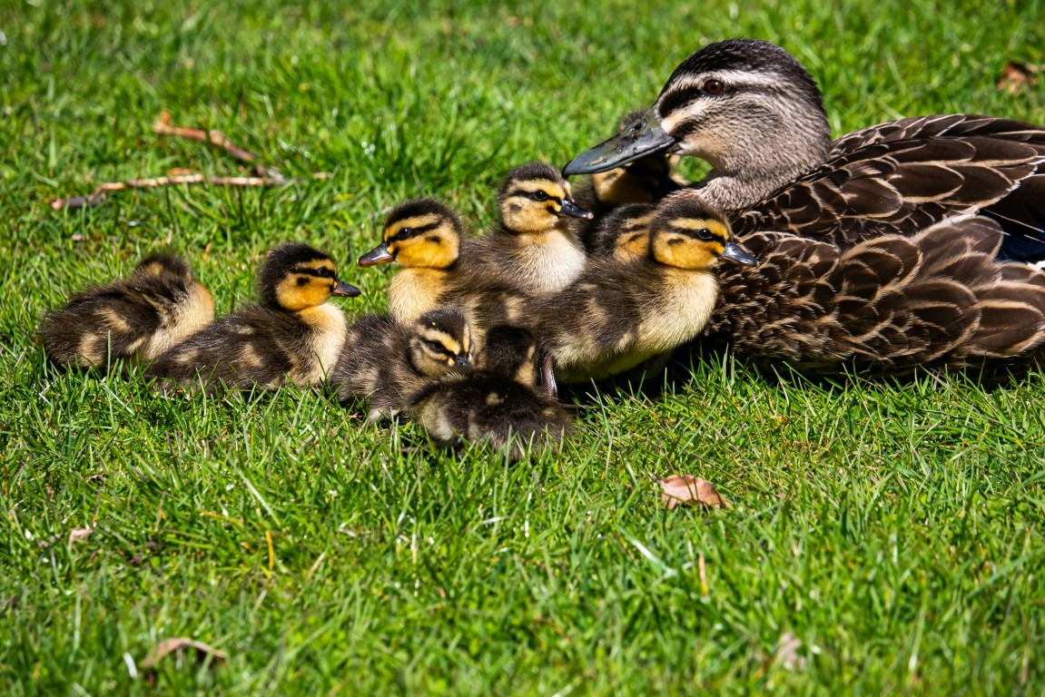 Imagebild - Entenfamilie