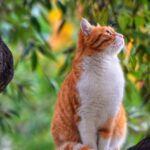 A cute ginger cat sitting peacefully on a tree branch surrounded by lush greenery.