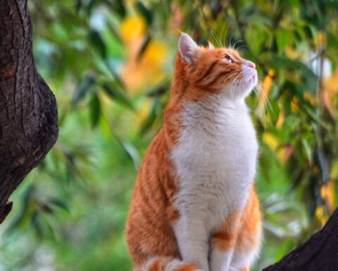 A cute ginger cat sitting peacefully on a tree branch surrounded by lush greenery.
