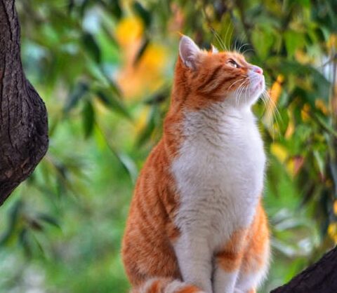 A cute ginger cat sitting peacefully on a tree branch surrounded by lush greenery.
