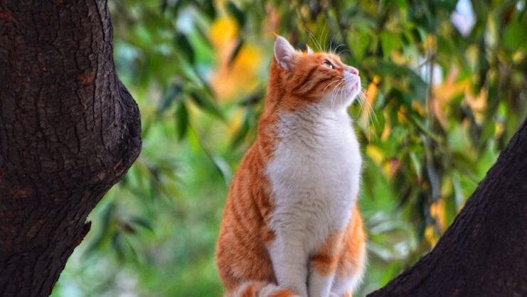 A cute ginger cat sitting peacefully on a tree branch surrounded by lush greenery.