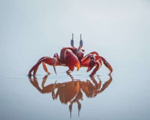 Close-up of a vibrant red crab on water displaying a perfect reflection.