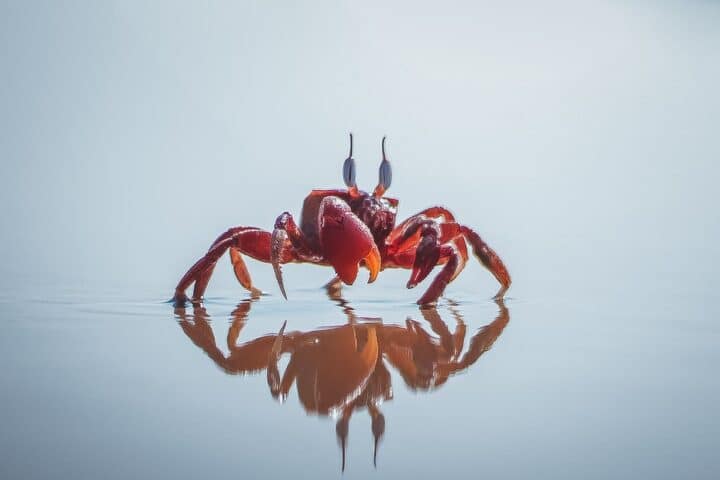 Close-up of a vibrant red crab on water displaying a perfect reflection.