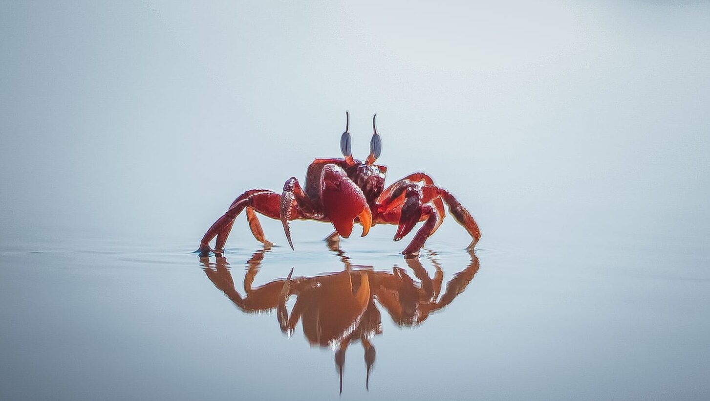 Close-up of a vibrant red crab on water displaying a perfect reflection.