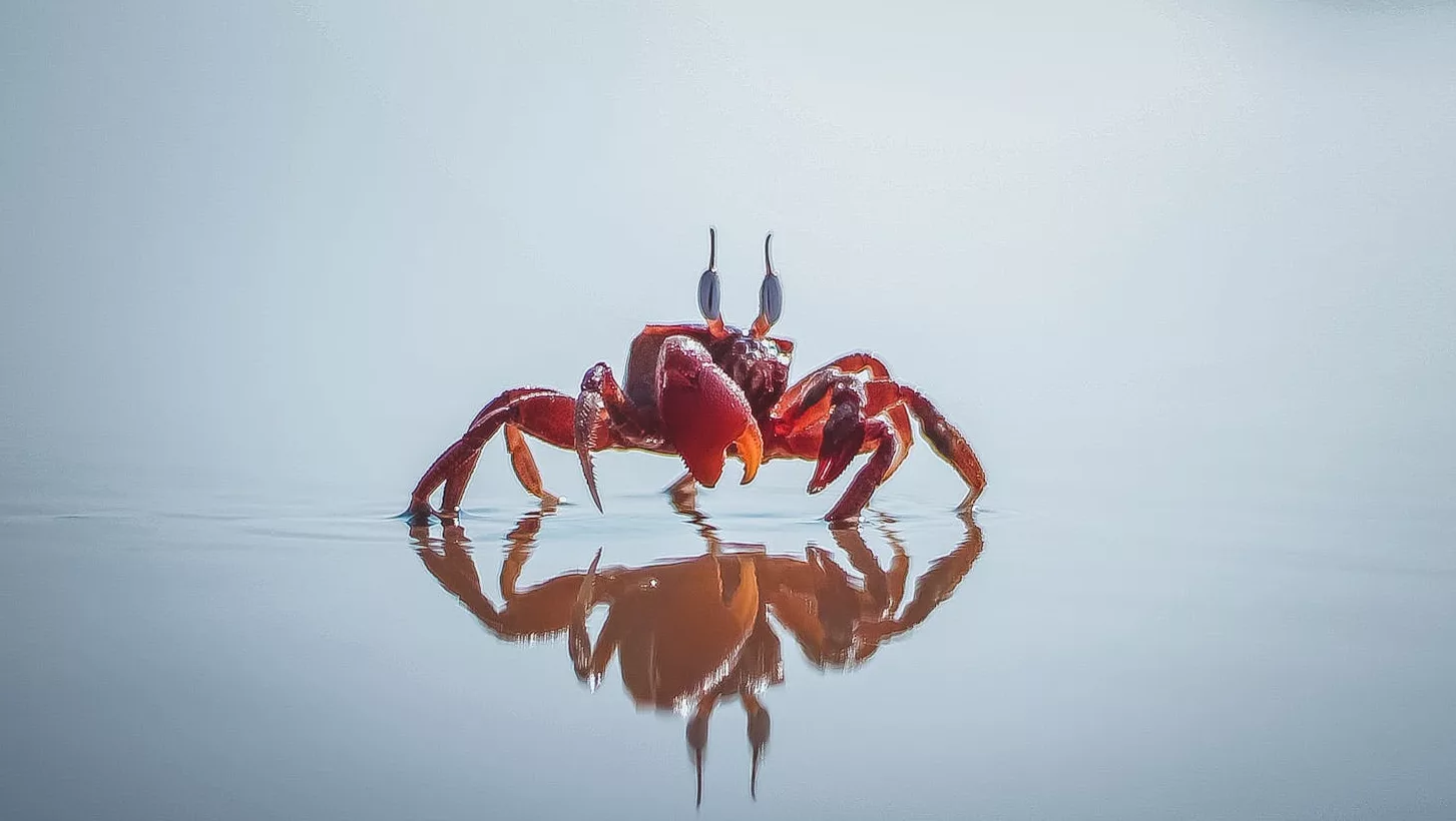Close-up of a vibrant red crab on water displaying a perfect reflection.