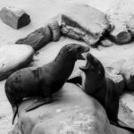 Two seals playing on the rocky shoreline of San Diego, California, captured in black and white.
