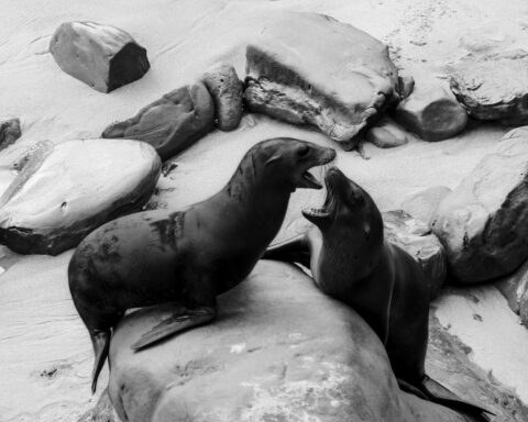 Two seals playing on the rocky shoreline of San Diego, California, captured in black and white.