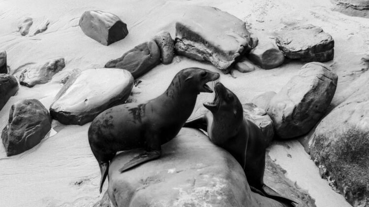 Two seals playing on the rocky shoreline of San Diego, California, captured in black and white.