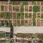 Aerial shot of a structured urban community garden with diverse plant growth.