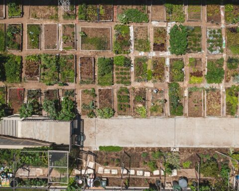 Aerial shot of a structured urban community garden with diverse plant growth.