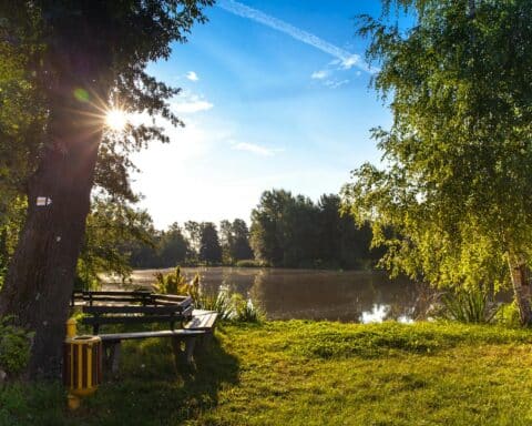 Peaceful morning scene with sunlight through trees by a lake in Wittichenau.