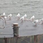 Möwen auf einem Anleger am Wasser