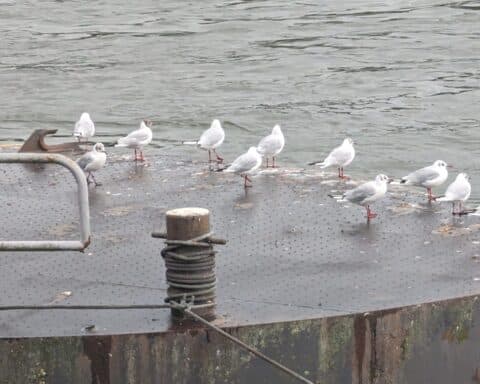 Möwen auf einem Anleger am Wasser