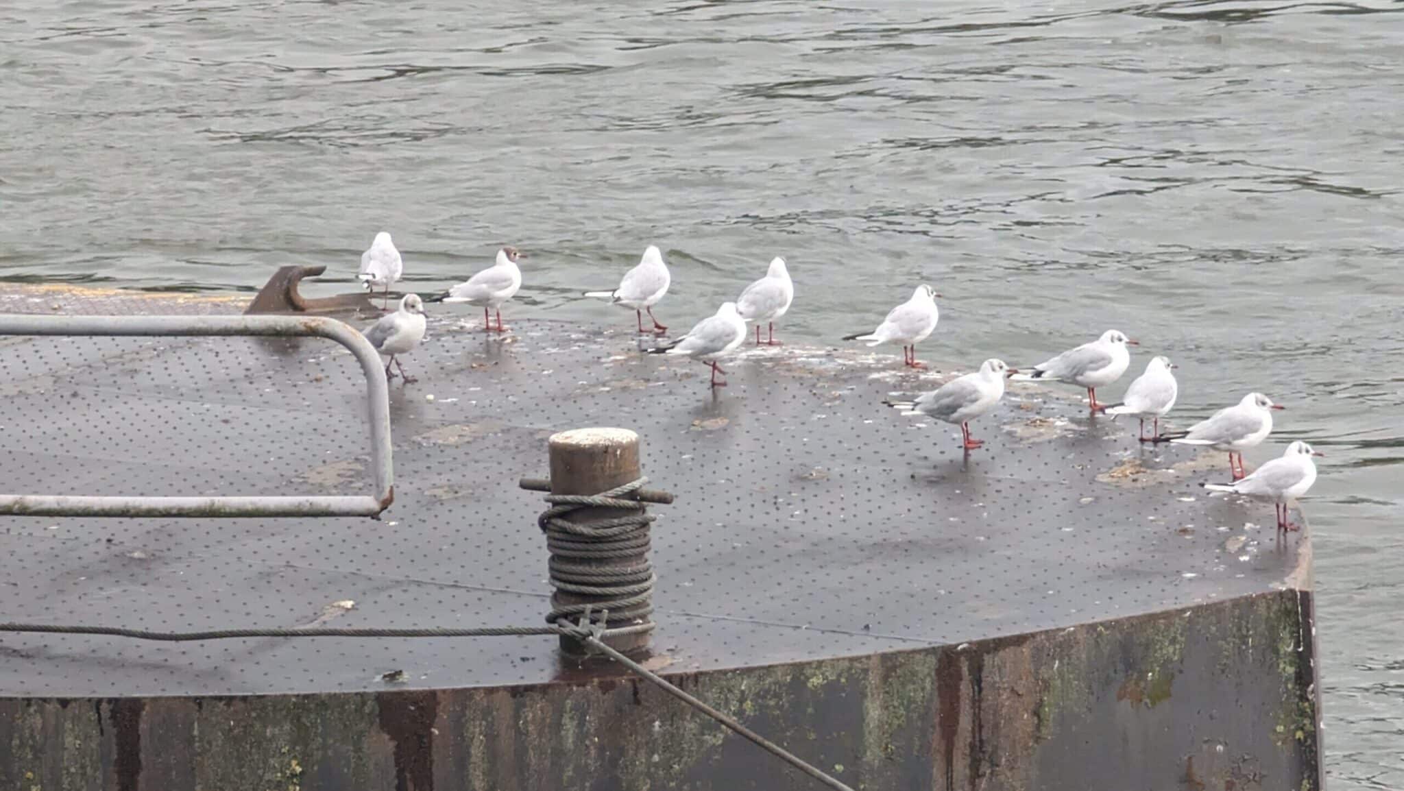 Möwen auf einem Anleger am Wasser