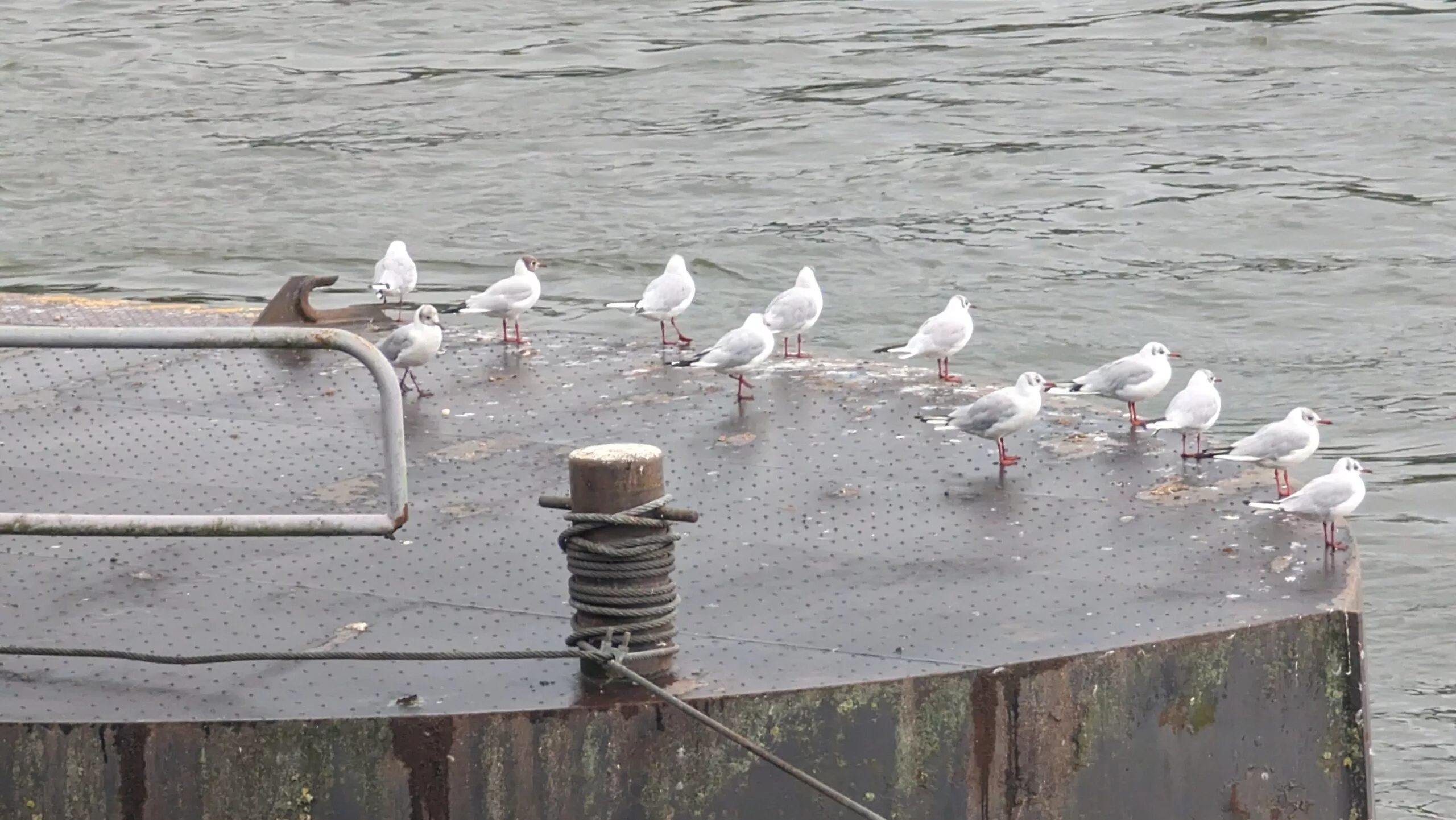 Möwen auf einem Anleger am Wasser