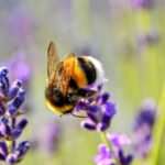 purple flower with bee on top