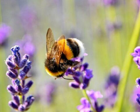 purple flower with bee on top