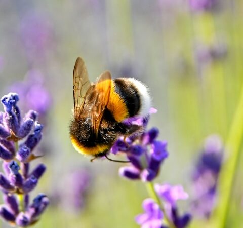 purple flower with bee on top