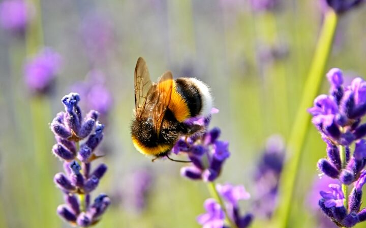 purple flower with bee on top