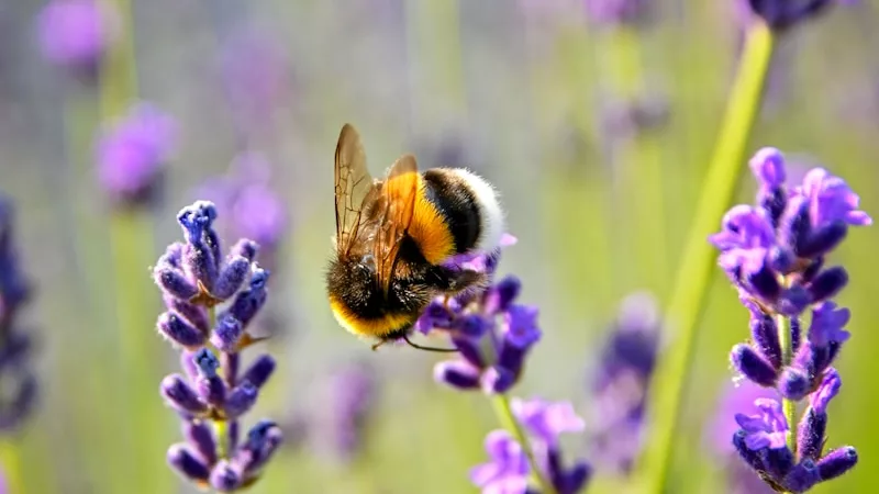 purple flower with bee on top